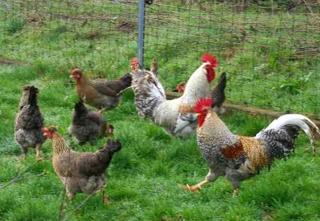 Legbar Cream , Marans , Jaja Lęgowe