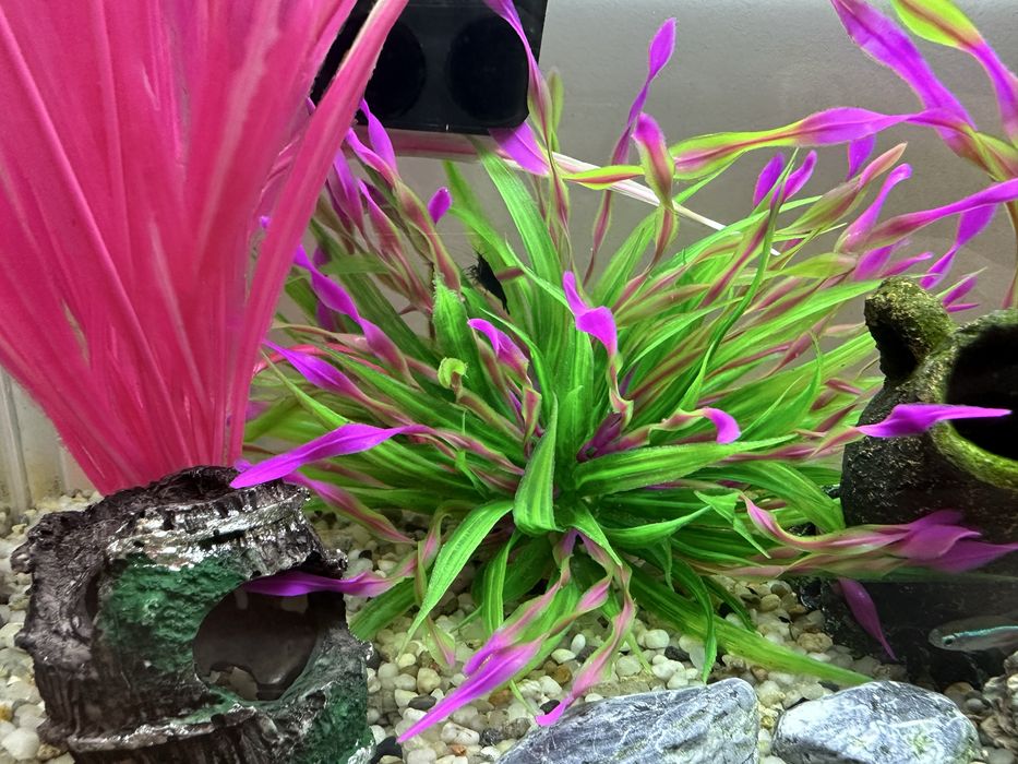 Akwarium wraz z zawaroscią