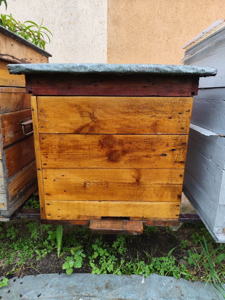 Продається вулик з роєм
