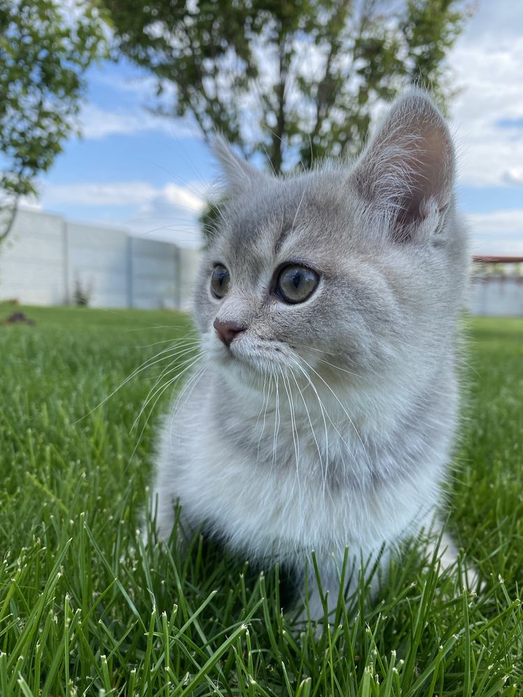 Срібна шиншила кошенята