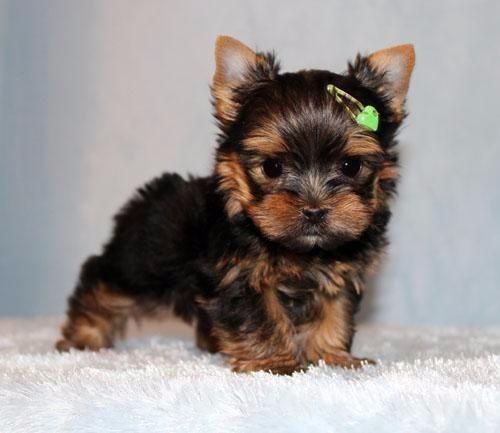 Yorkshire Terrier Super Miniatura