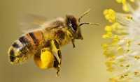 Продам бджоли, відводки, пакети, сім'ї