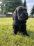 Sprzedam szczeniaka cocker spaniel angielski.
