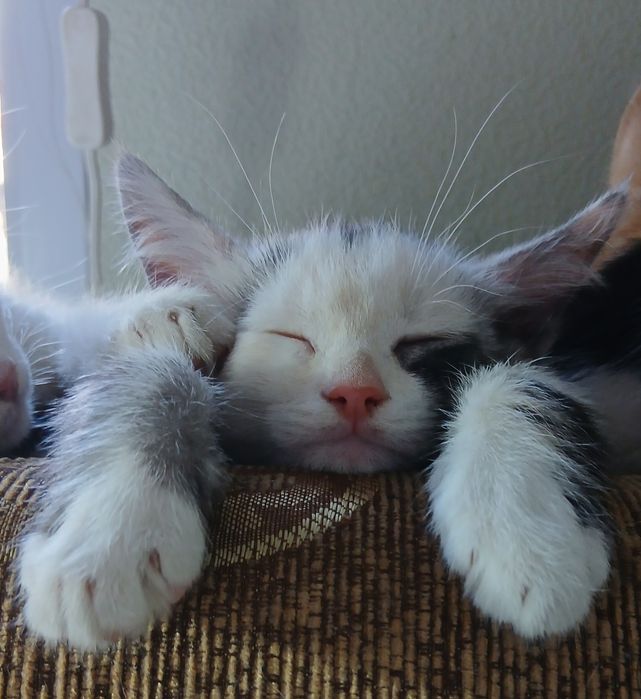 Кошеня кішка триколірна