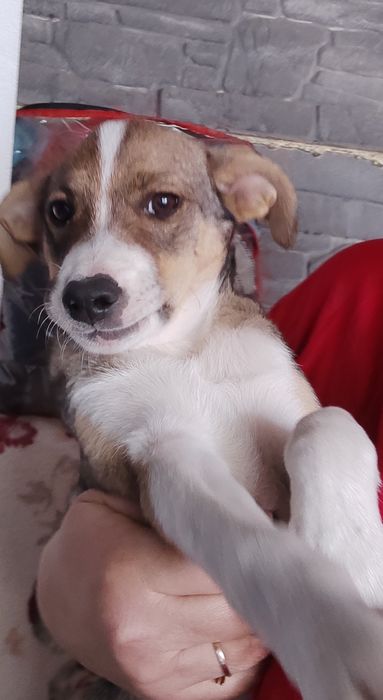 Віддам цуценят в добрі руки