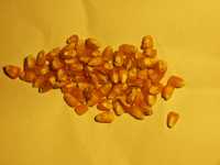 Kukurydza Nasiona Golden Bantam słodka konsumpcyjna warzywa eco  500g