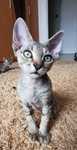 Devon rex gotowy do zmiany domu