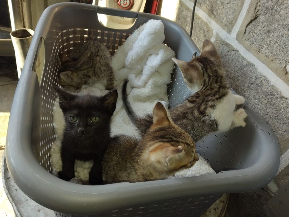 Dou gatinhos meigos e fofos