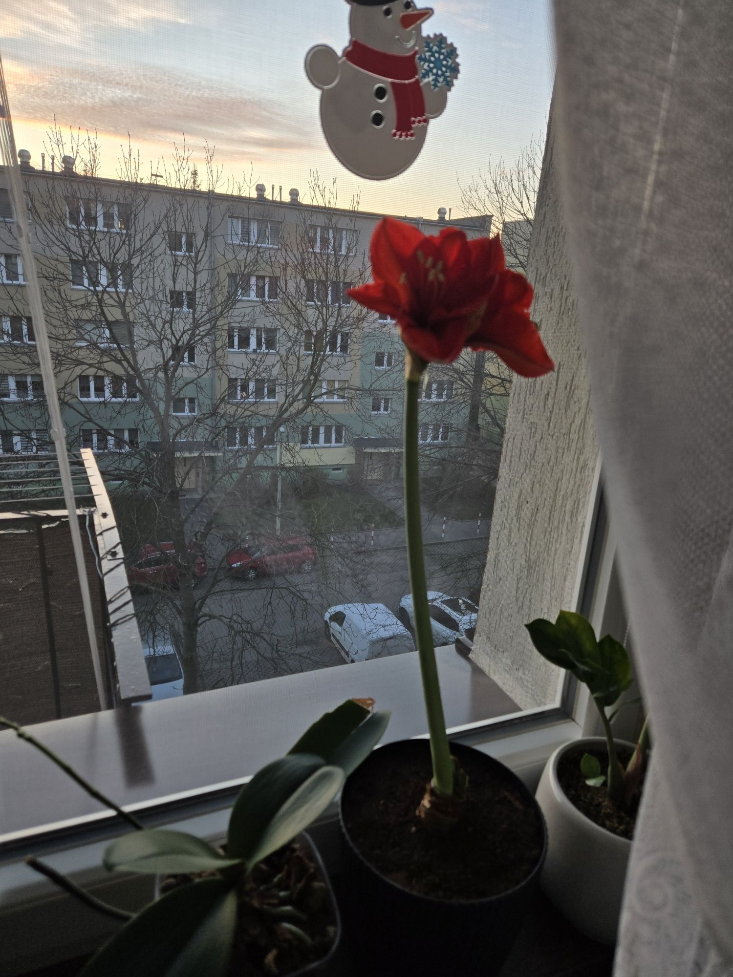 Kwiatek Amarylis Benfika