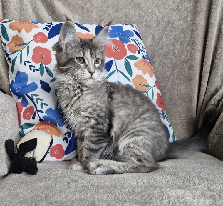Srebrna niebieska kotka Maine Coon