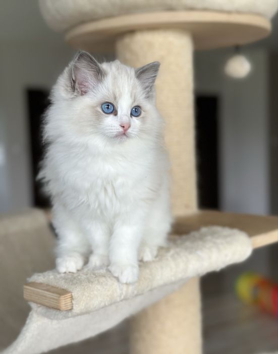 Piękna kotka ragdoll rodowód FPL