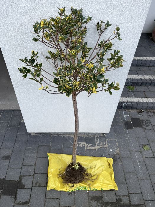 Ostrokrzew na pniu 150cm