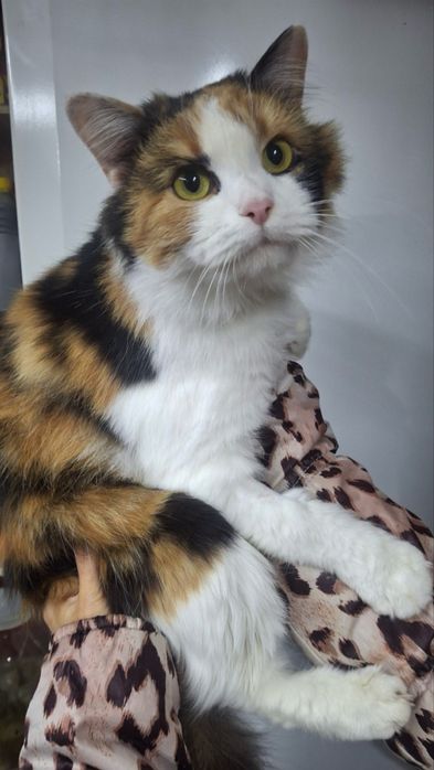 Мила кішка шукає дім