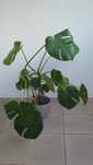 Monstera roślina doniczkowa