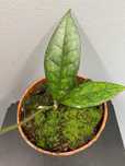 Hoya finlaysonii Sarawak