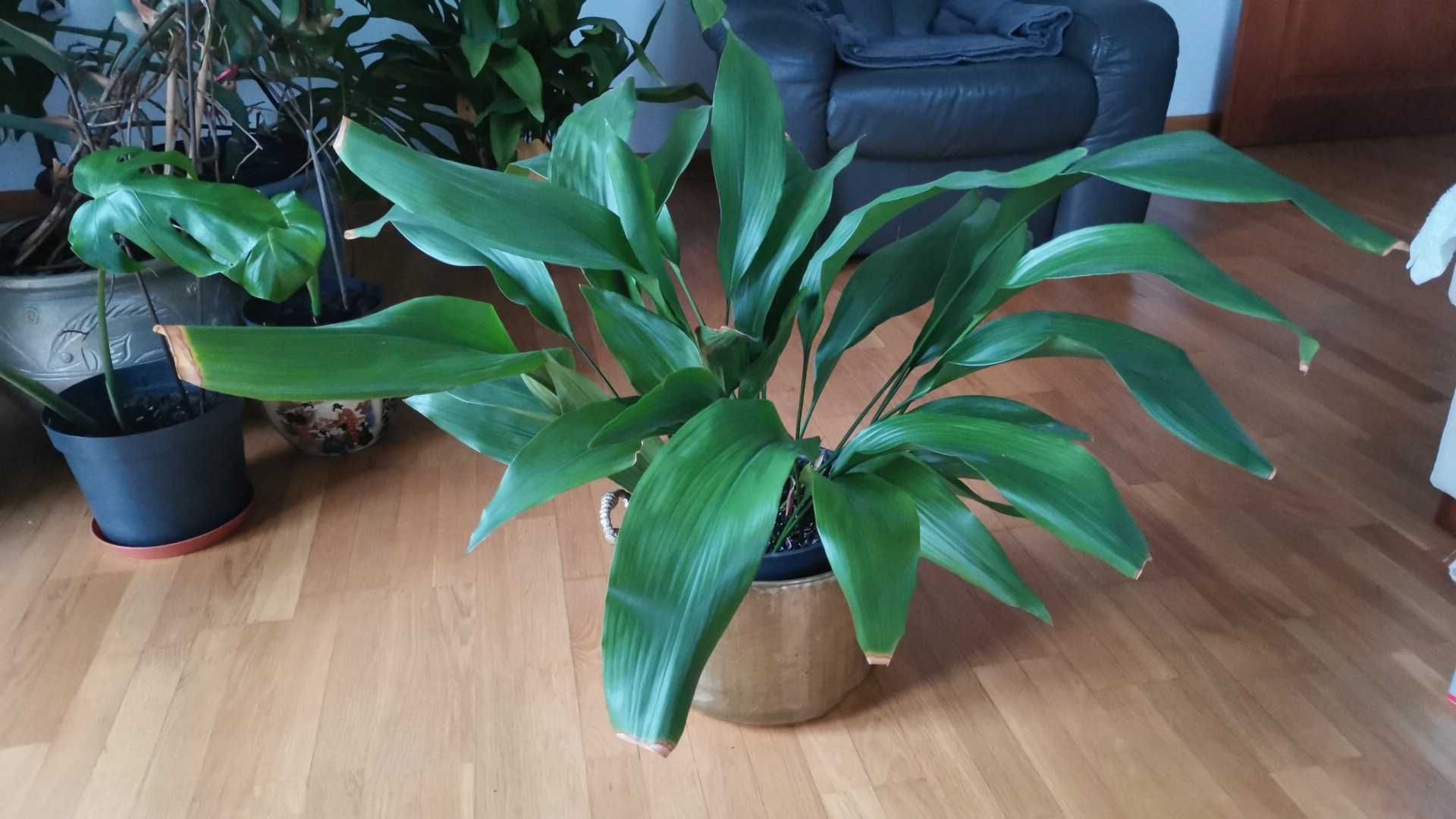 roślina kwiatek kwiat  żelazny liść Aspidistra wyniosła 65 cm