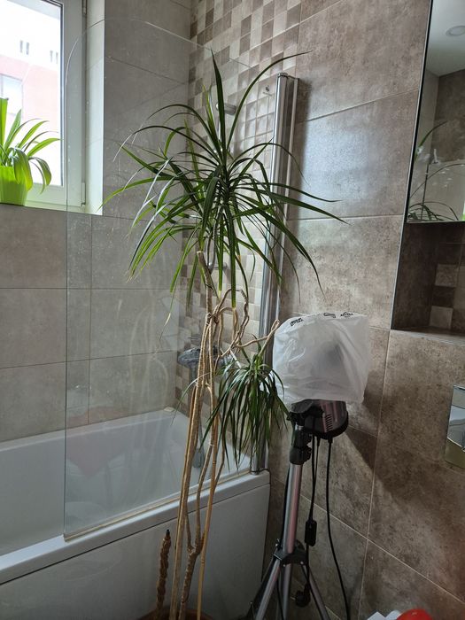 Дроцена 160 см більш 10 років