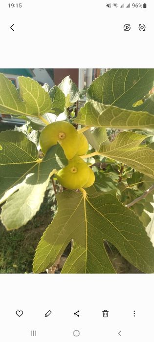 Саджанці інжиру різних сортів