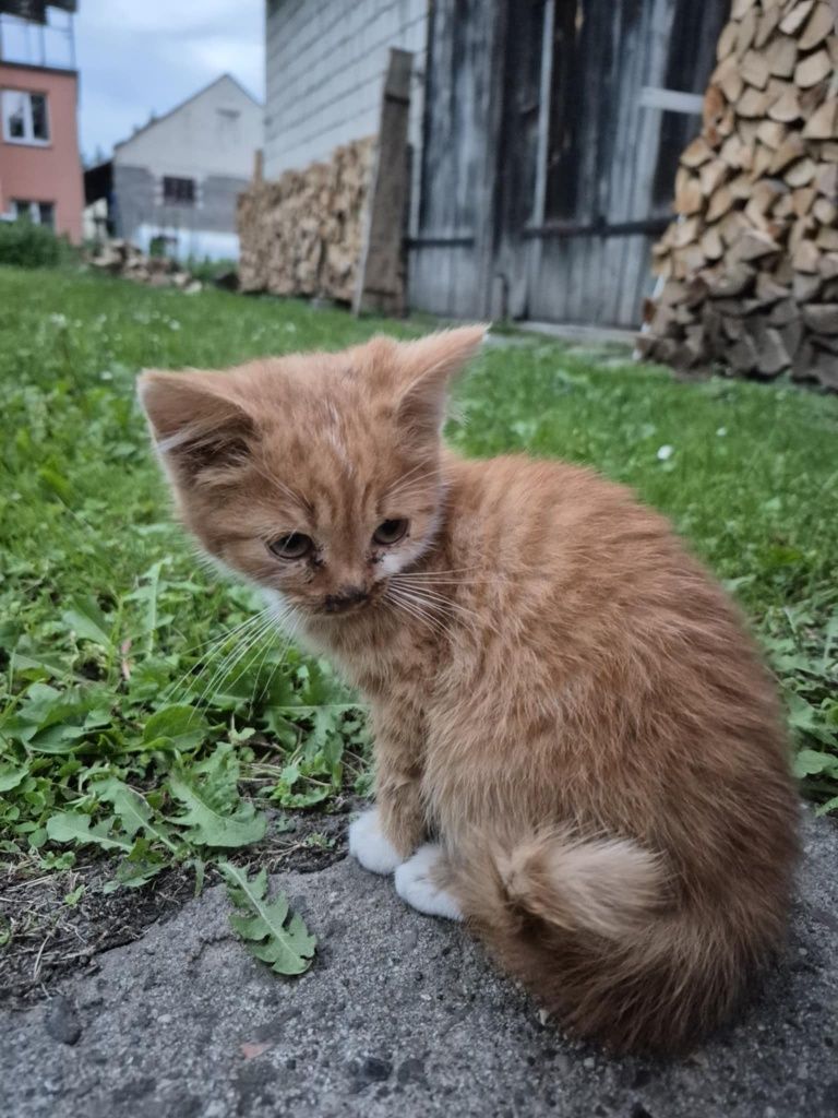 Oddam kotka tylko w dobre ręce