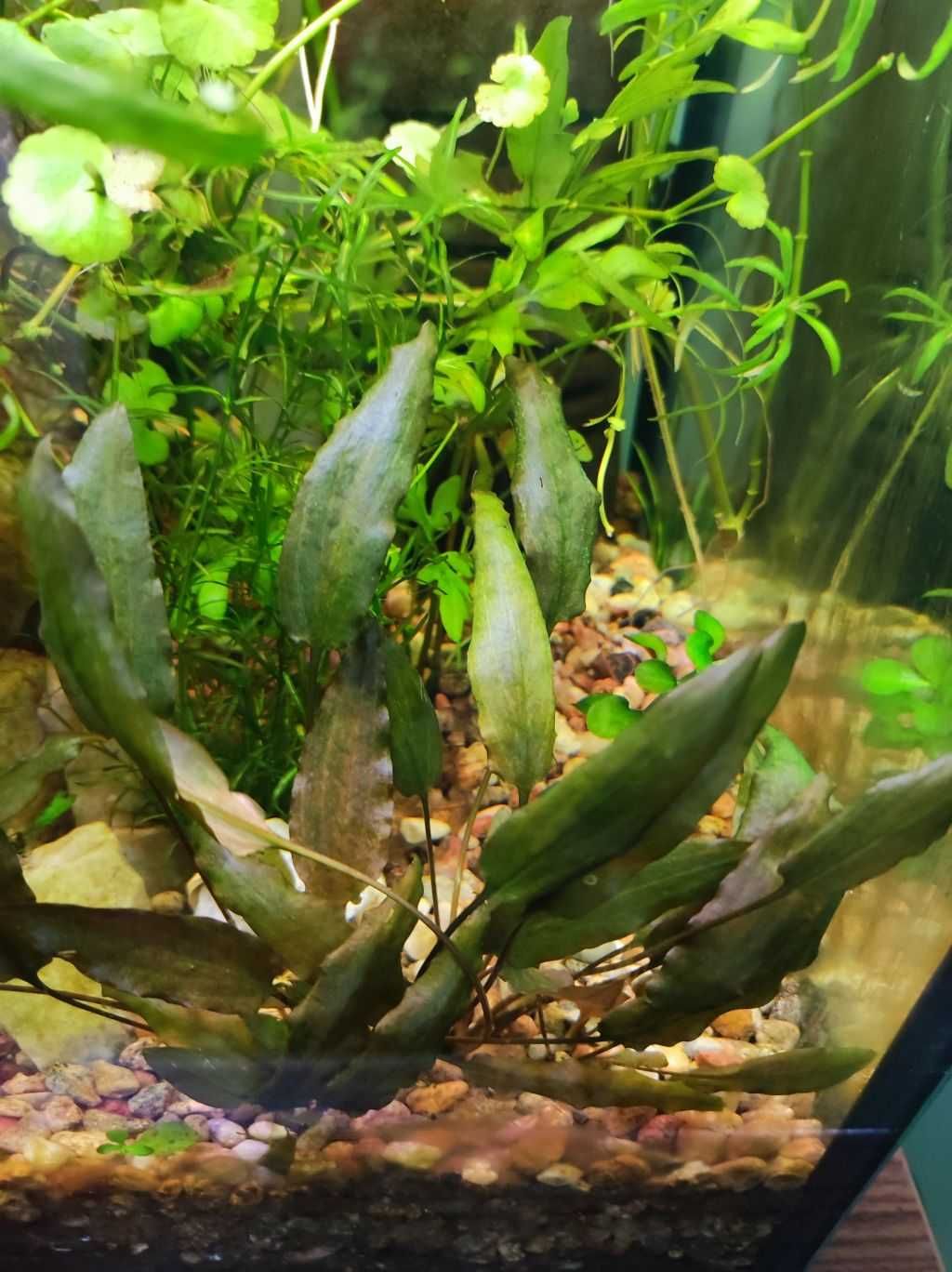 cryptocoryne wendtii brown zwartka łatwa roślina do akwarium