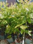 Planta de Mirtilos/blueberries