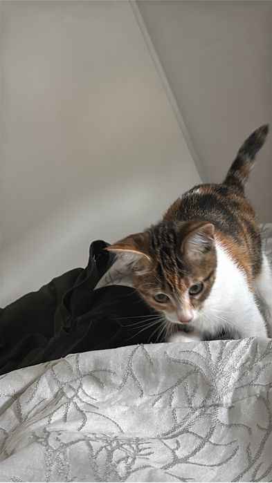 Gata 7 meses muito docil