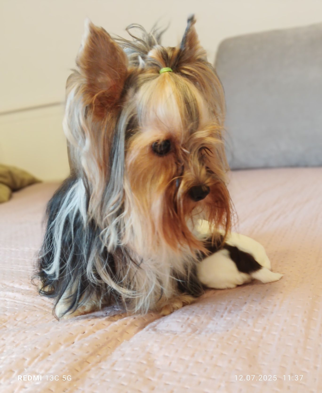 Yorkshire terrier biewer