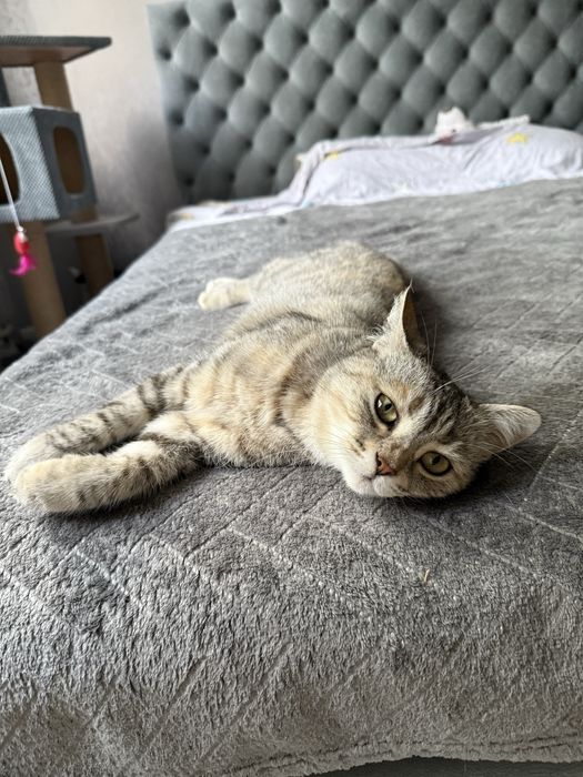 Молода киця в гарні руки