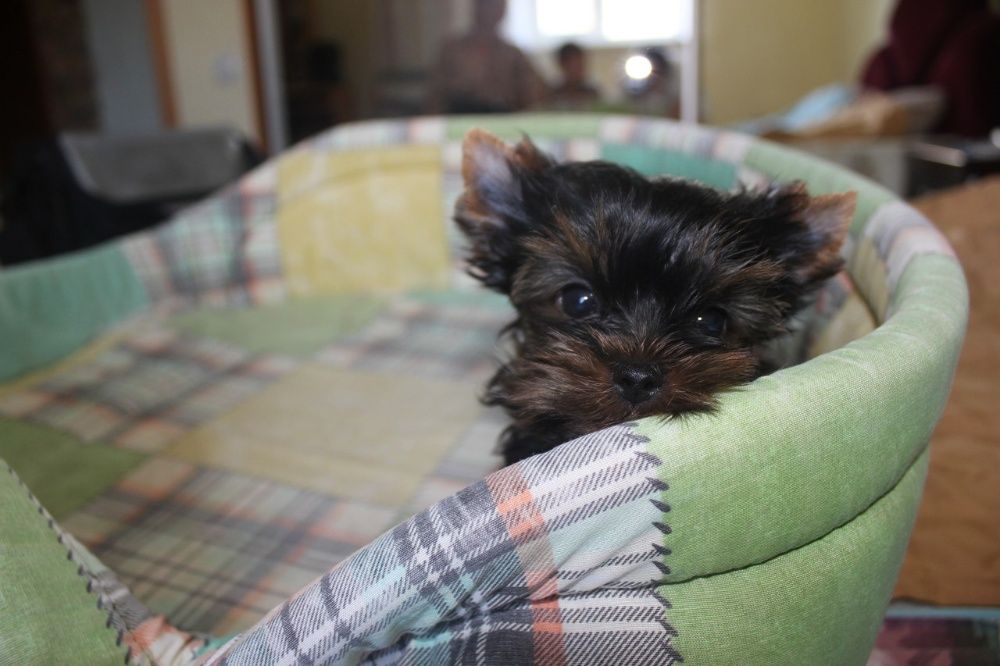 Щенки йоркширского терьера