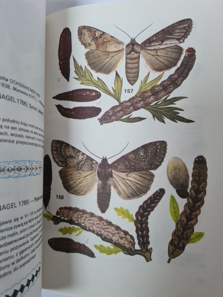 Motyle Polski - Jerzy Heintze. Atlas