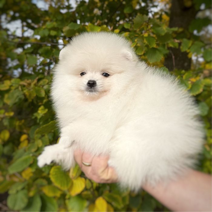 Samiec Pomeranian Szpic Miniaturowy Zkwp FCI Gotowy do zmiany domu