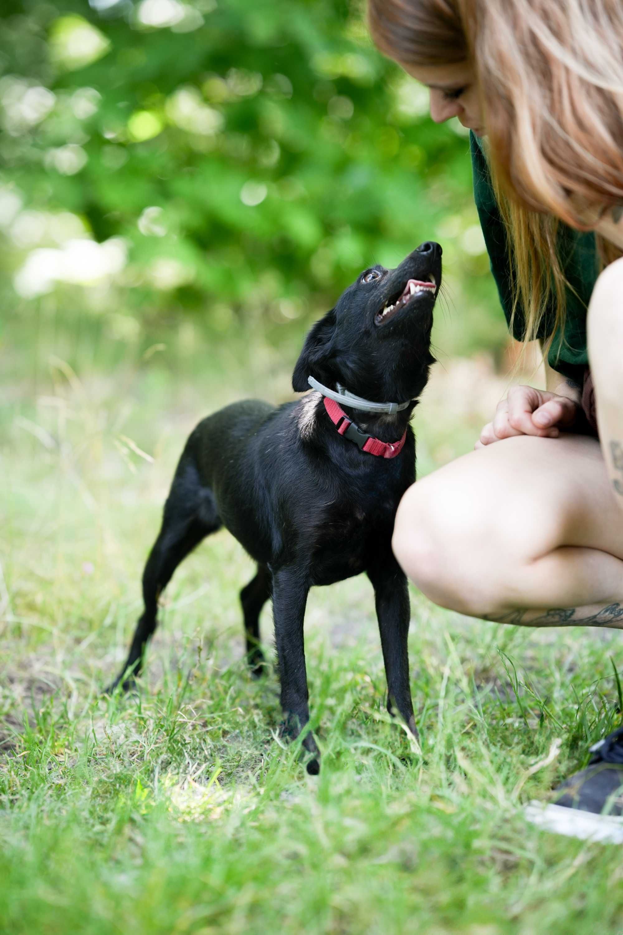 Werka - czarna, spokojna suczka do adopcji!