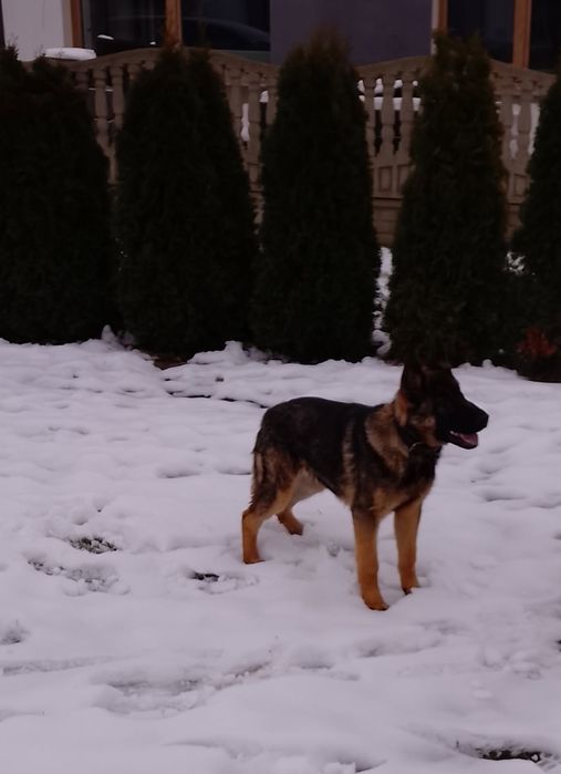 Owczarki niemieckie użytkowe