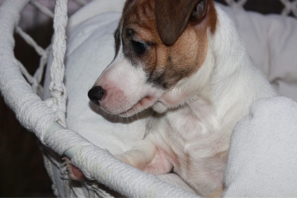 Piesek Jack Russell Terrier