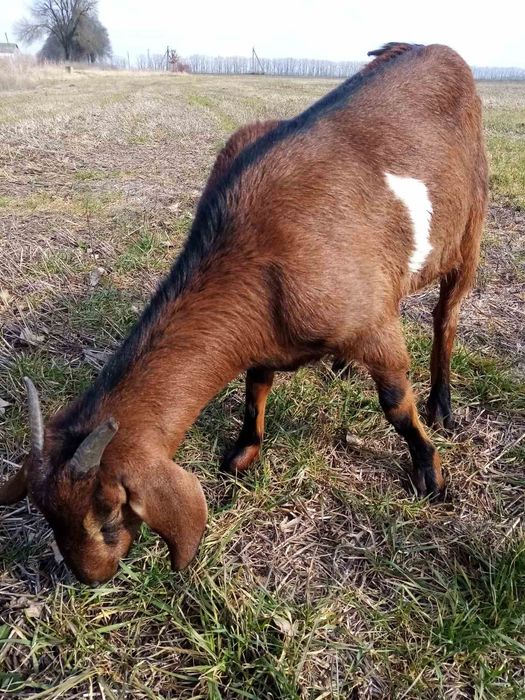 Продам нубійскі кози