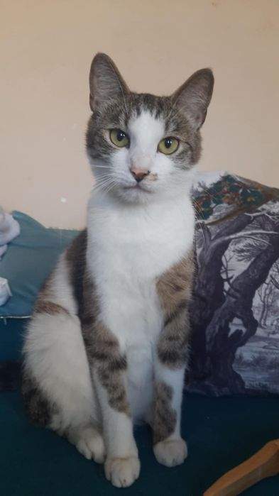 Kot kocurek do adopcji ok 11 miesięcy