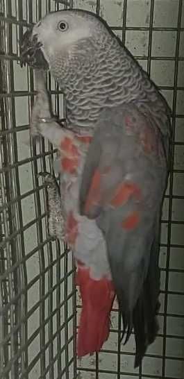Casal Psittacus Erithacus Erithacus