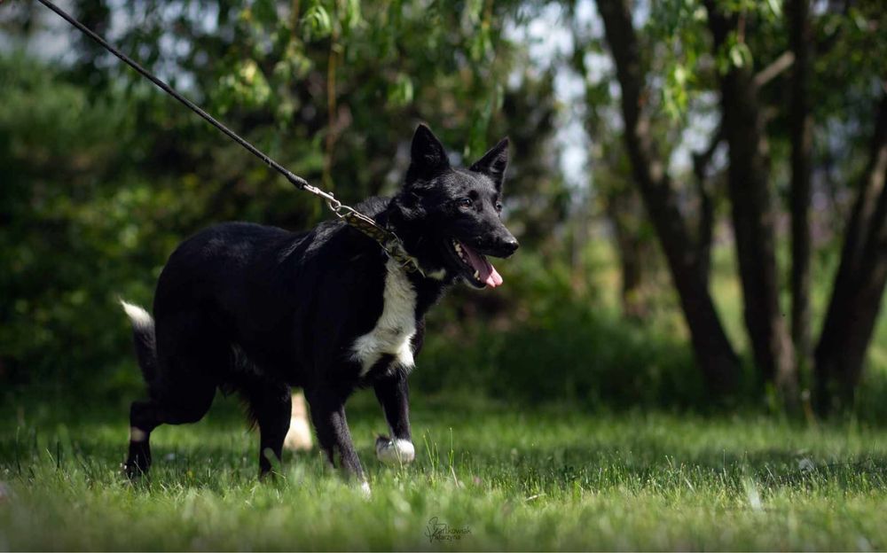 Pies w typie border collie szuka domu