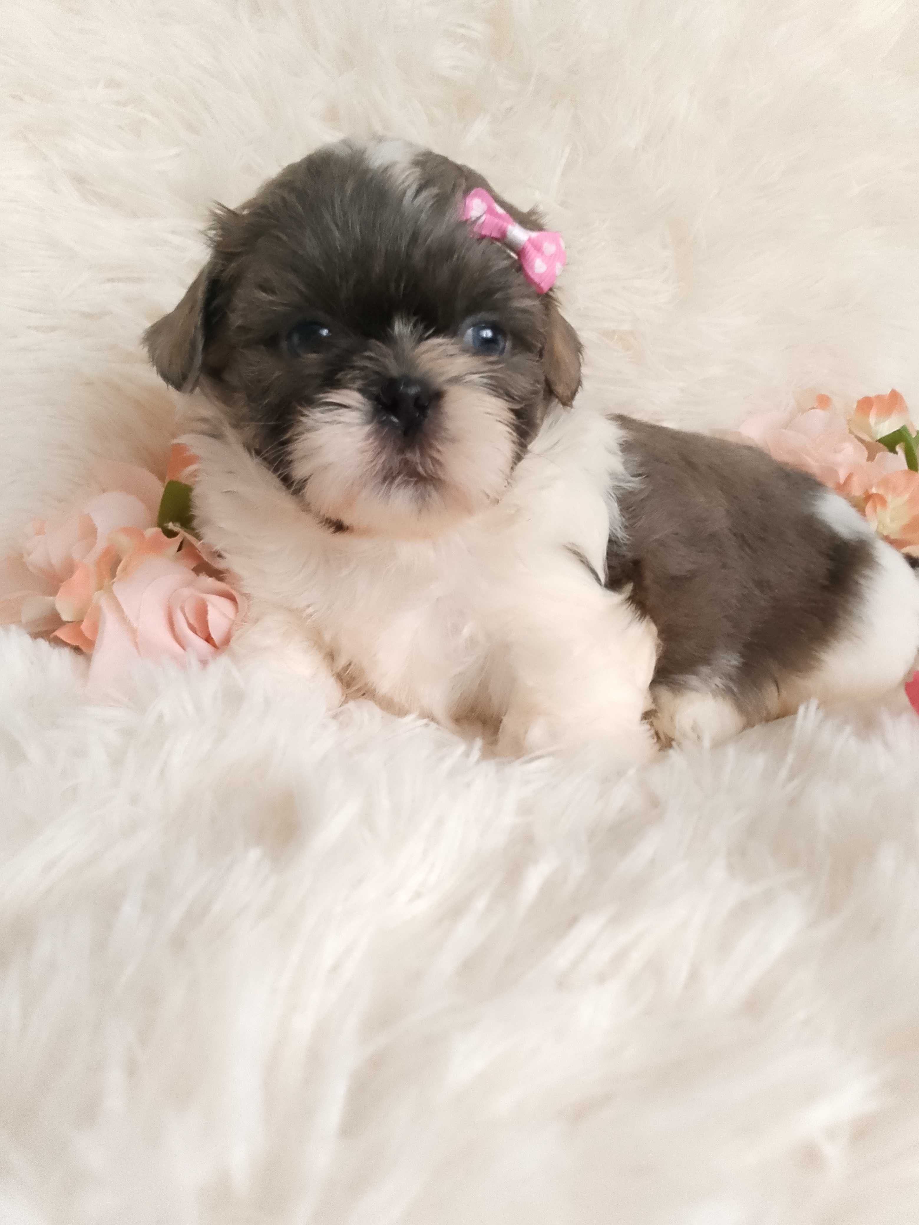 Piękna suczka rasy Shih-Tzu szuka domku