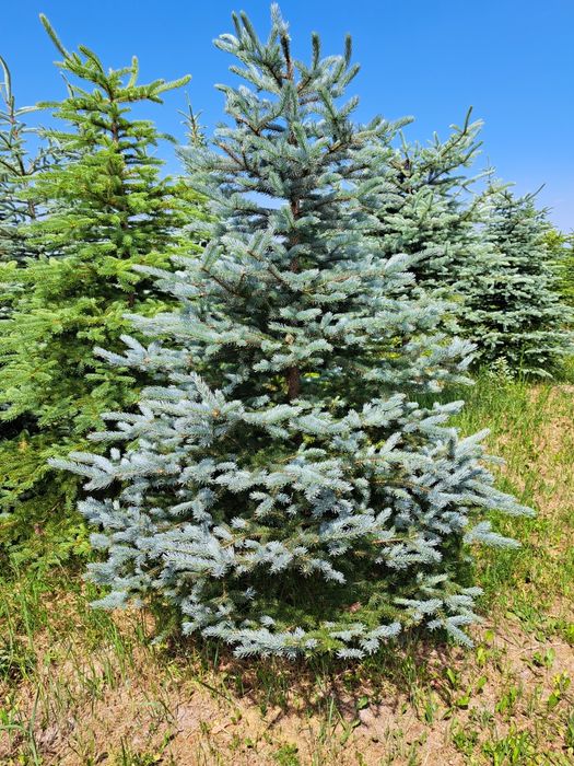 Choinki świerk srebrny jodla kaukaska