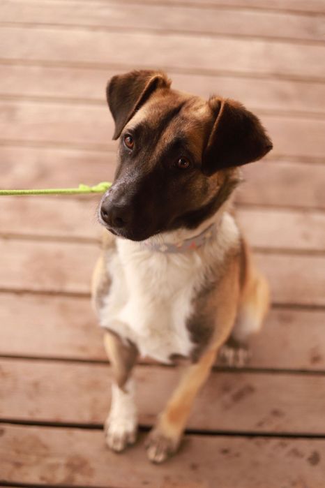 Scooby - idealny psiak do pokochania! Daj mu szansę na dom