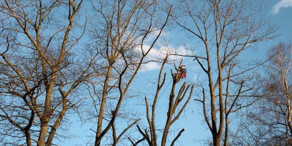 Arborysta, wycinka i pielęgnacja drzew trudnych Sulęcin i okolice