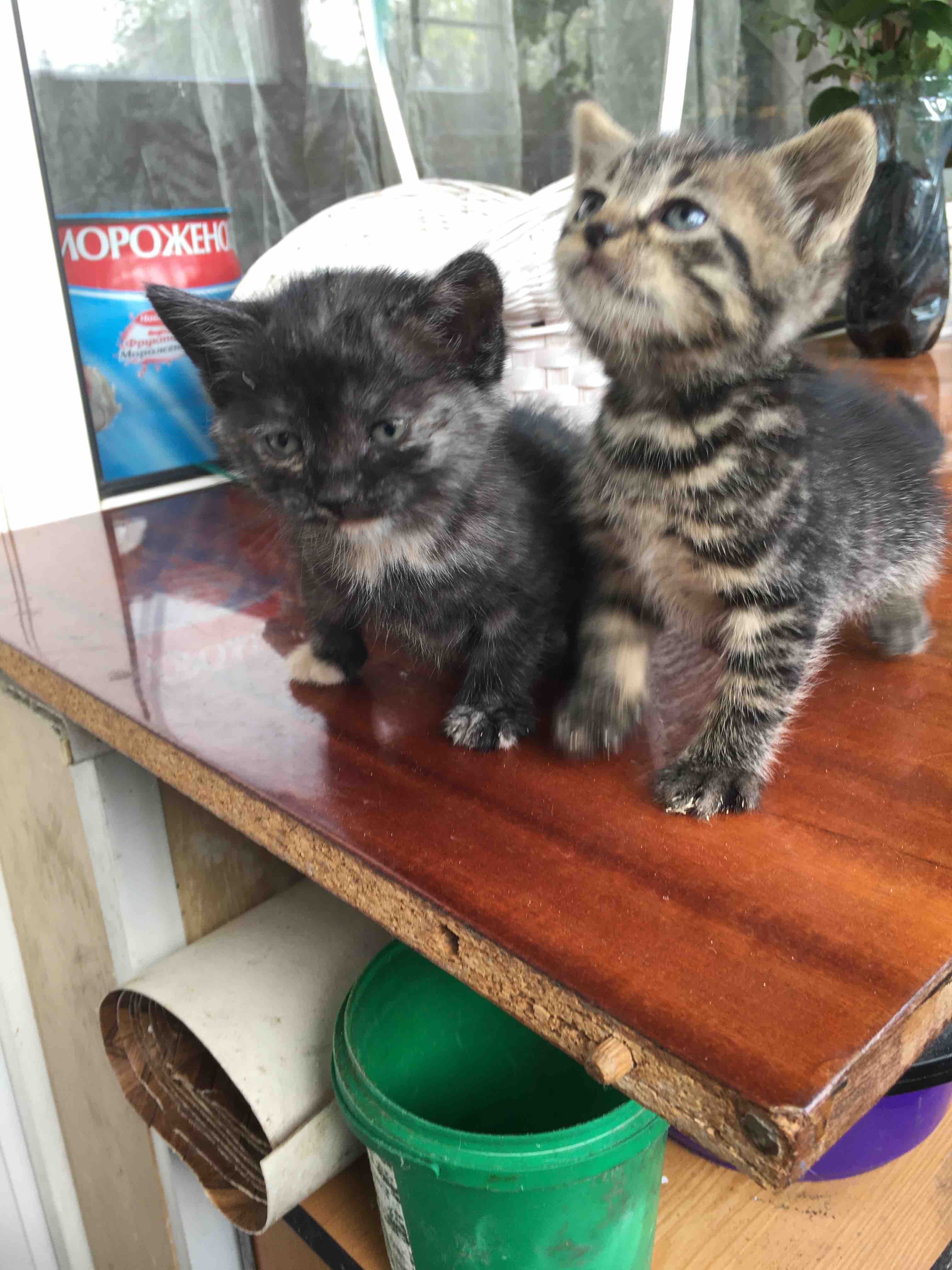 Отдам котят бесплатно