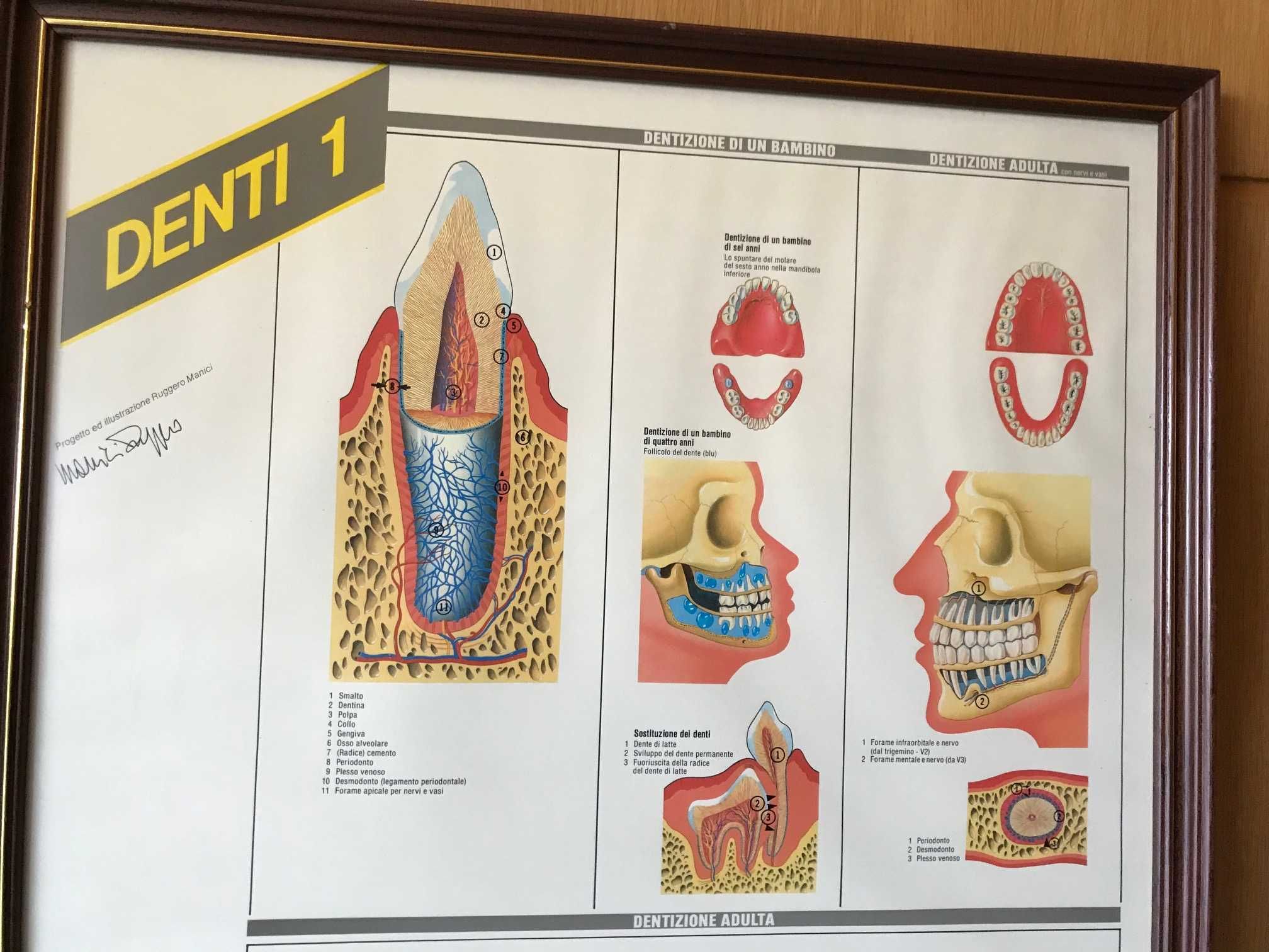 Quadros de Medicina Dentária