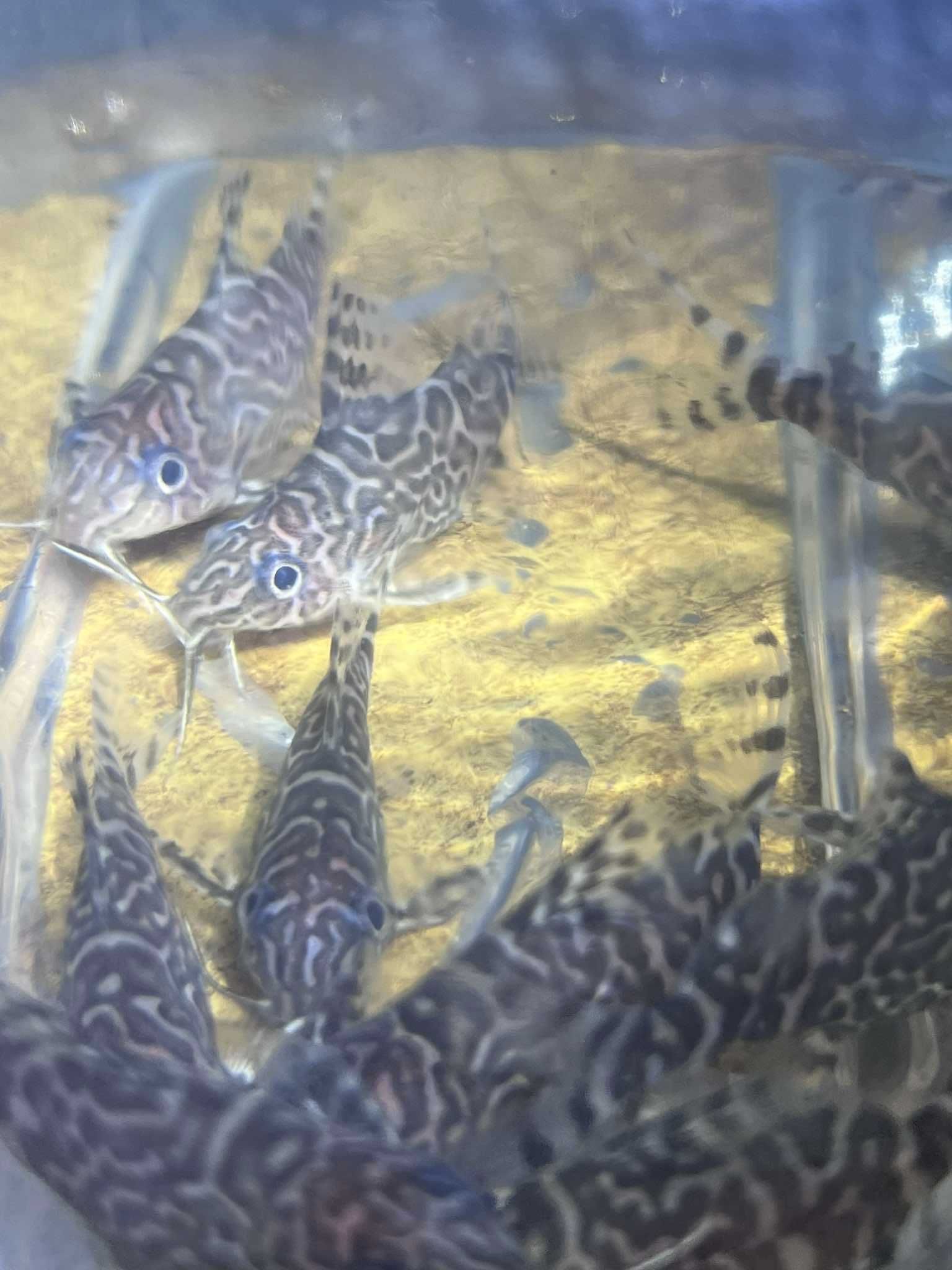 Synodontis sp. - sum akwariowy