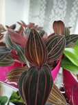 Jewel orchid Ludisia Dawsoniana Дорогоцінна орхидея  Доусона