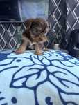 Yorkshrie terrier