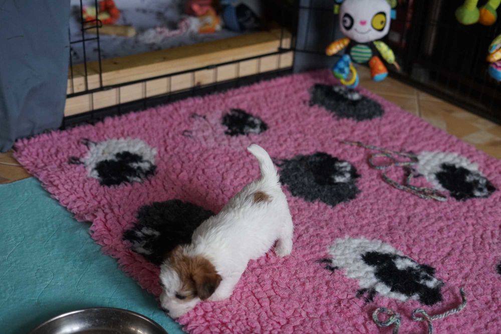 Jack Russell Terrier ZKwP piesek FCI