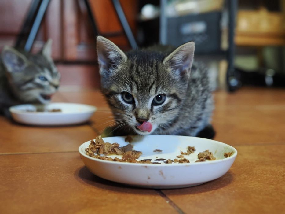 Do adopcji dwie kotki - siostry szukają domu
