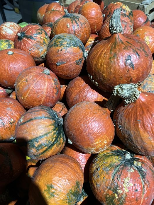 Dynia.  hokkaido